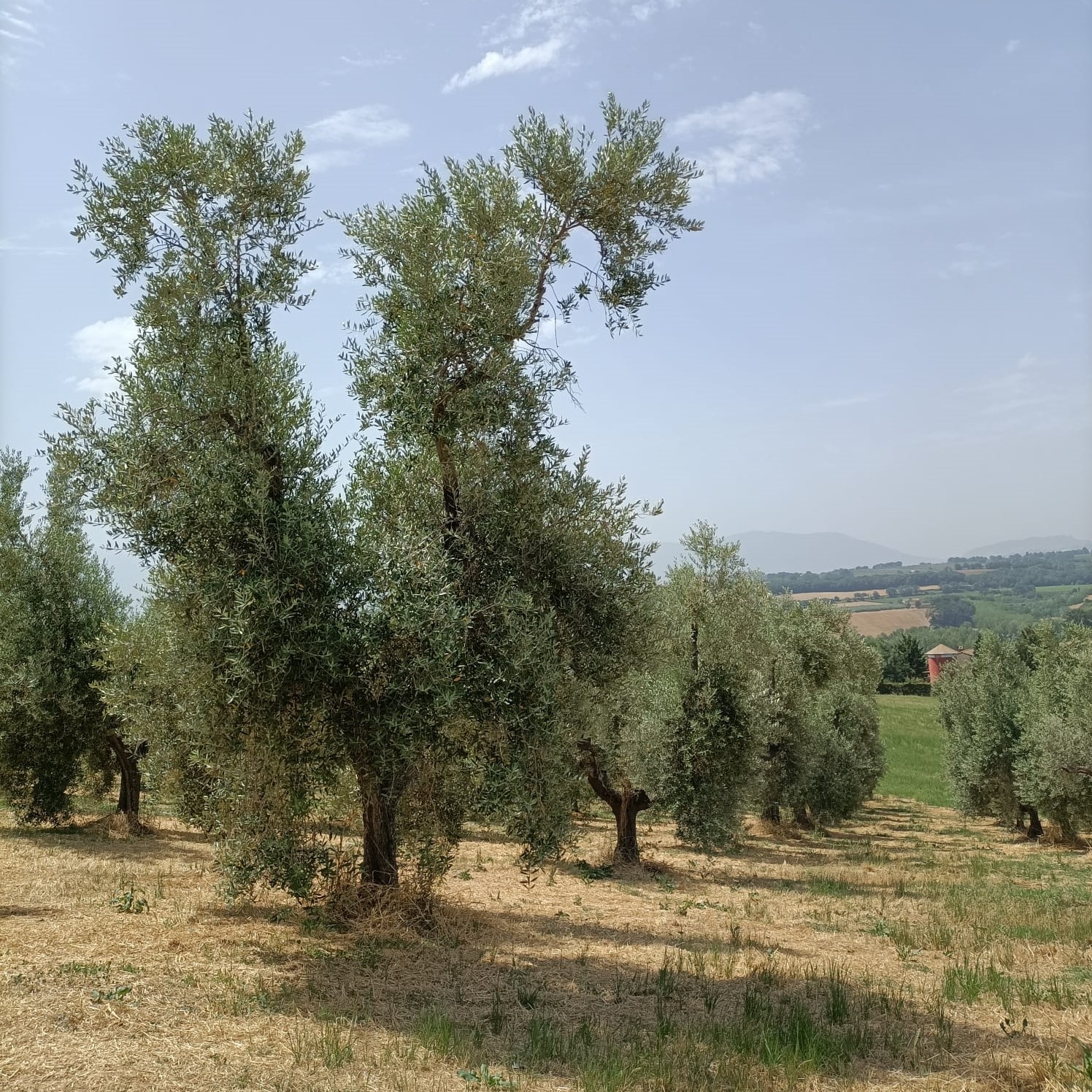 La produzione del nostro olio